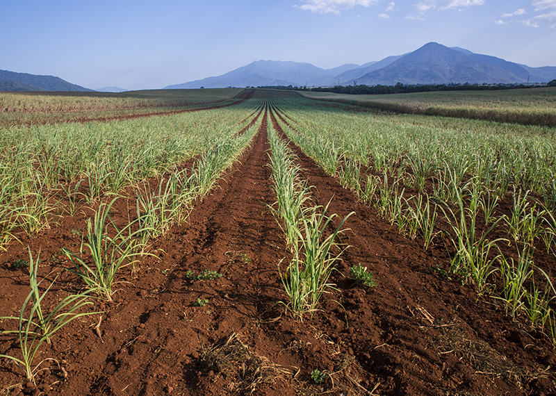 Sugar Cane, Australia, Crop - Plant, Dirt, Agricultural Field