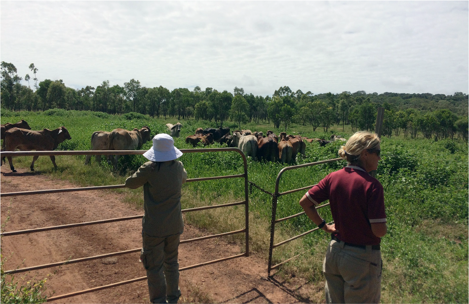 A photo that shows two biosecurity officers looking over a fence where approximately 20 cows are in a field. The cows are the sentinel herd located in Bamaga. 