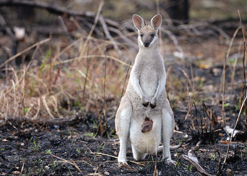 Wildlife and Habitat Bushfire Recovery Program